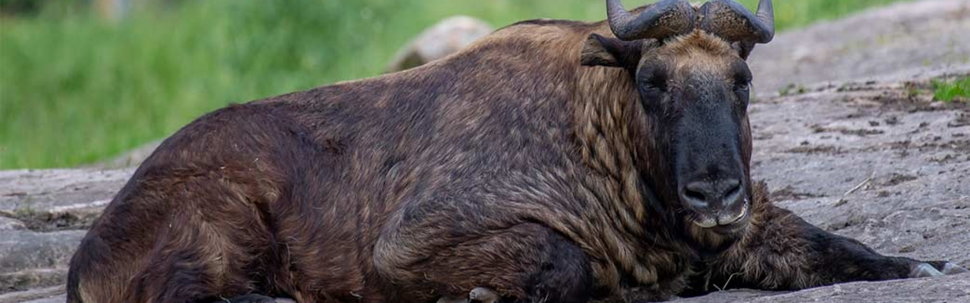 Takini – Ähtäri Zoo