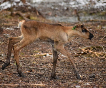 Ensimmäinen villi metsäpeuranvasa syntyi Lauhassa