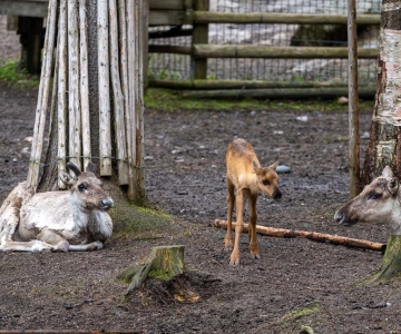 Perheenlisäystä Ähtäri Zoossa