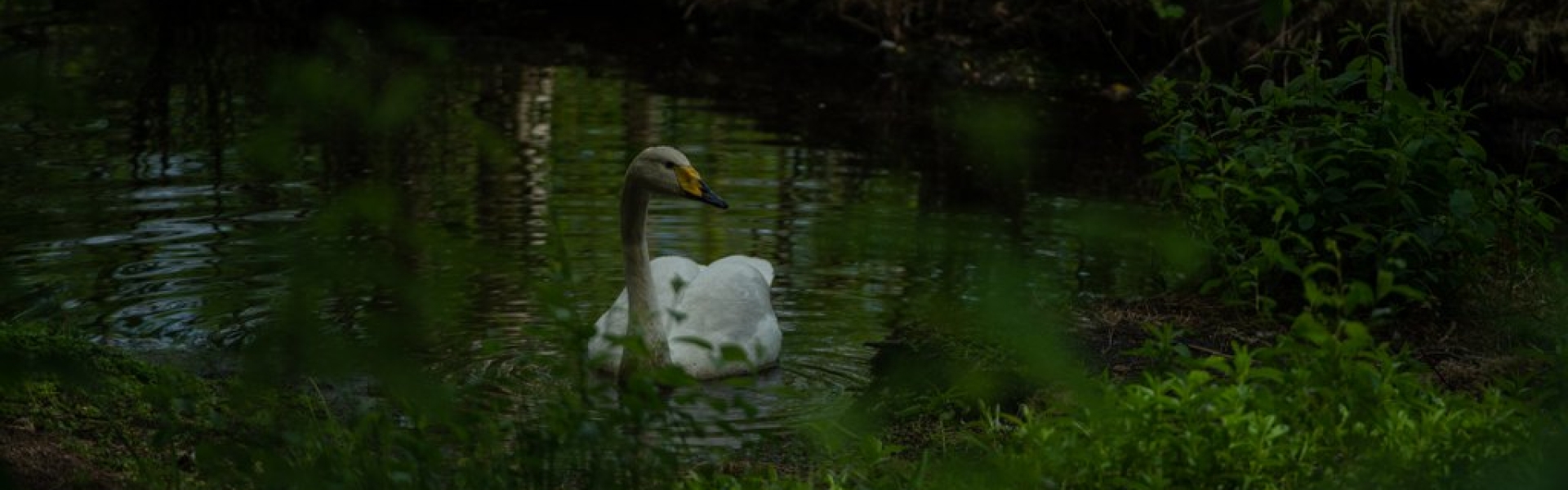 Laulujoutsenen luontoonpalautus