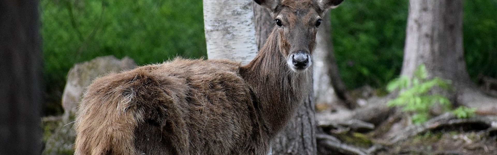 Valkoturpakauris